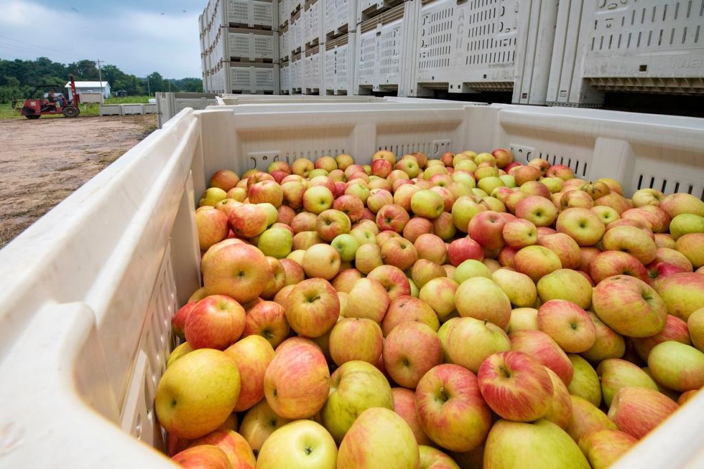 ¿Sabías que los alimentos que consumes en Cali pueden recorrer más de 1000&nbsp;km?