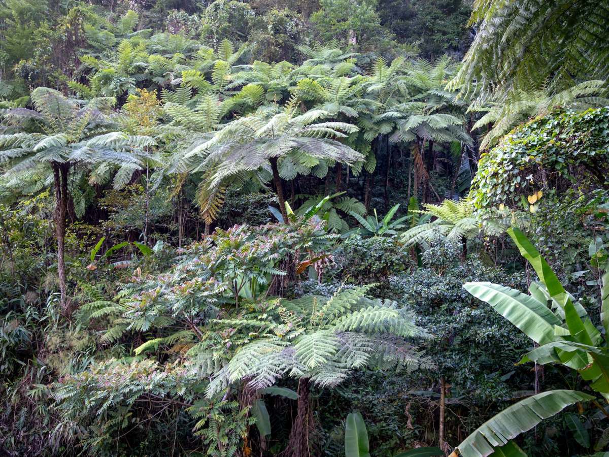 La adicionalidad en los mercados de carbono: más que una cuestión técnica, una condición&nbsp;ética.