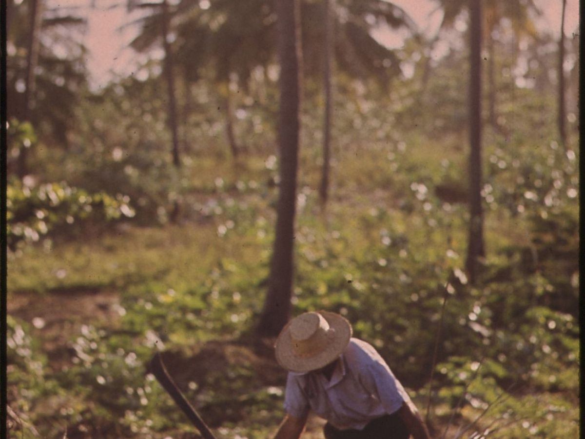 Escasez de mano de obra en proyectos de restauración: Un desafío en la&nbsp;Amazonía
