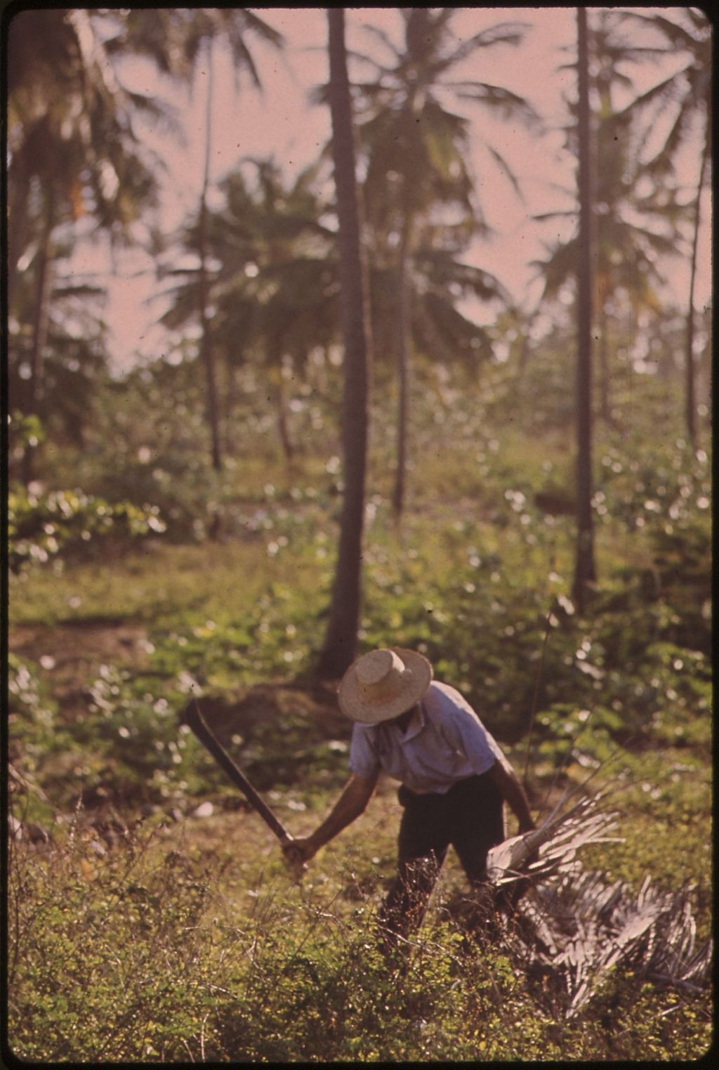 Escasez de mano de obra en proyectos de restauración: Un desafío en la&nbsp;Amazonía